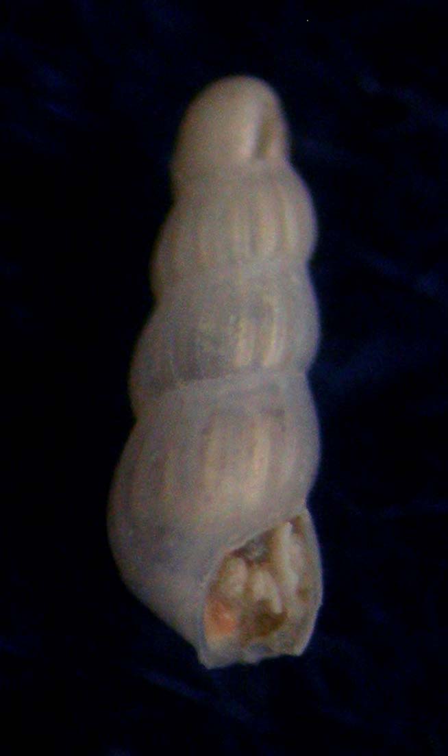 fiumicino -400 m (2)